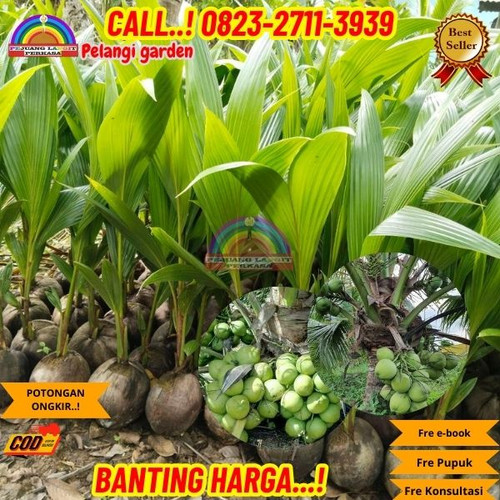 GRATIS KONSULTASI ! H.Tovix CALL : 0823-2711-3939 Jual Pohon Kelapa Pendek Berbuah Banyak di Kebumen.jpg
