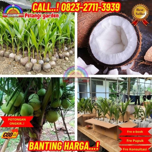 HARGA GROSIR ! H.Tovix CALL : 0823-2711-3939 Jual Pohon Kelapa Kopra di Kebumen-Ambal-Entak.jpg