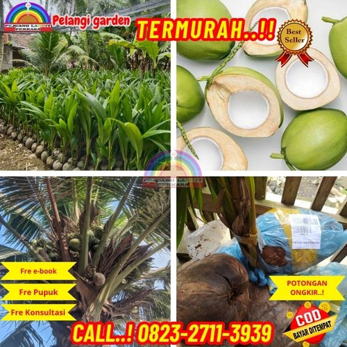 TERPERCAYA ! H.Tovix CALL : 0823-2711-3939 Jual Pohon Kelapa Rewulu di Kebumen-Ambal-Sidomukti.jpg