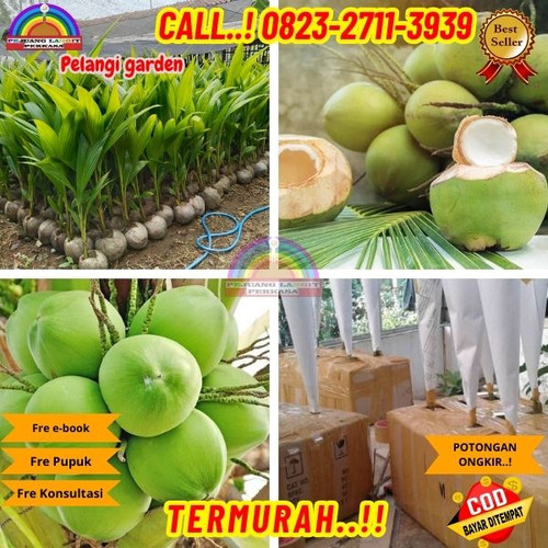 PAKET PENJUAL ! H.Tovix CALL : 0823-2711-3939 Jual Pohon Kelapa Seribu Mimpi di Kebumen-Ayah-Argopen.jpg
