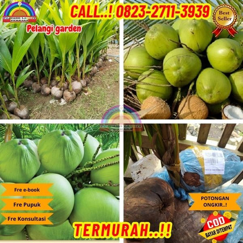 HARGA MURAH ! H.Tovix CALL : 0823-2711-3939 Jual Pohon Kelapa Tinggi di Kebumen-Ayah-Candirenggo.jpg