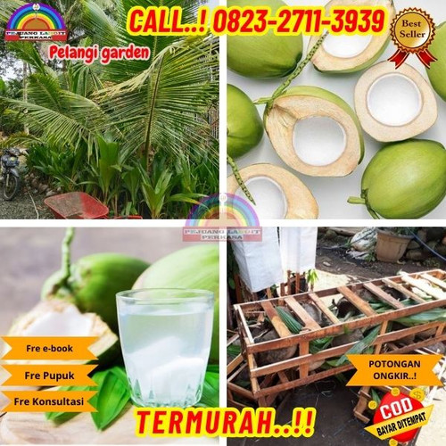 GRATIS KONSULTASI ! H.Tovix CALL : 0823-2711-3939 Jual Pohon Kelapa Salak di Kebumen-Ambal-Surobayan.jpg