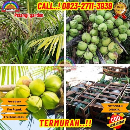 BANTING HARGA ! H.Tovix CALL : 0823-2711-3939 Jual Pohon Kelapa Seribu Manfaat di Kebumen-Ambal-Sumb.jpg