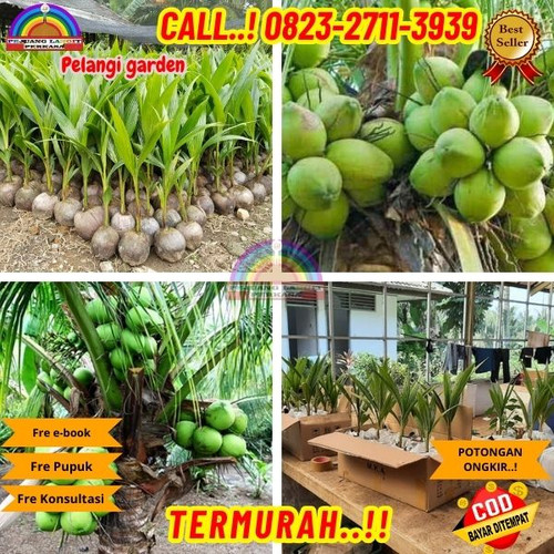 TERPERCAYA ! H.Tovix CALL : 0823-2711-3939 Jual Pohon Kelapa Unik di Kebumen-Ayah-Demangsari.jpg