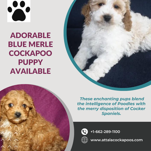 Adorable Blue Merle Cockapoo Puppy Available.png