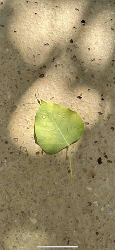 0E4D7CB9 0586 4DC7 BE73 E49087951D6E.jpg