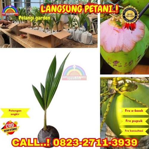 HARGA GROSIR ! H.Tovix CALL : 0823-2711-3939 Jual Bibit Kelapa Genjah Wulung di Kebumen-Buluspesantr.jpg