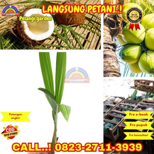 GRATIS KONSULTASI ! H.Tovix CALL : 0823-2711-3939 Jual Bibit Kelapa Gambar di Kebumen-Buluspesantren.jpg