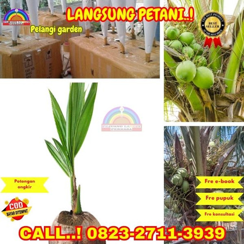 BANTING HARGA ! H.Tovix CALL : 0823-2711-3939 Jual Bibit Kelapa Genjah Entok di Kebumen-Buluspesantr.jpg