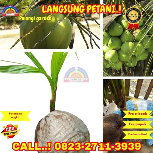 HARGA PENJUAL ! H.Tovix CALL : 0823-2711-3939 Jual Bibit Kelapa Hibrida di Kebumen-Buluspesantren-Se.jpg