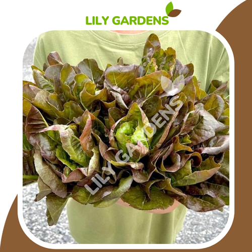 LILYGARDENS (46).png