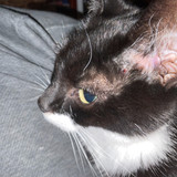 X (12)