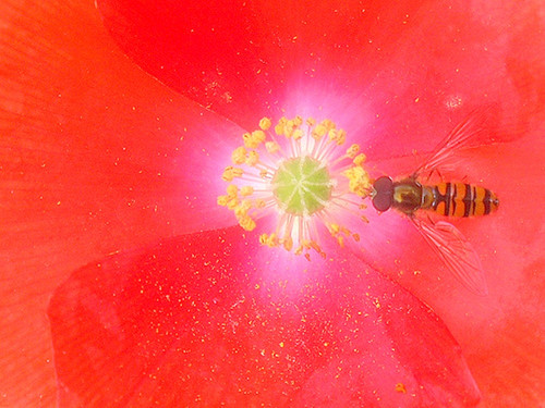 ' Glorified is The Mighty Creator '.jpg