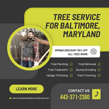 Tree Service Towson | Marylandtreediscountservice.com.jpg