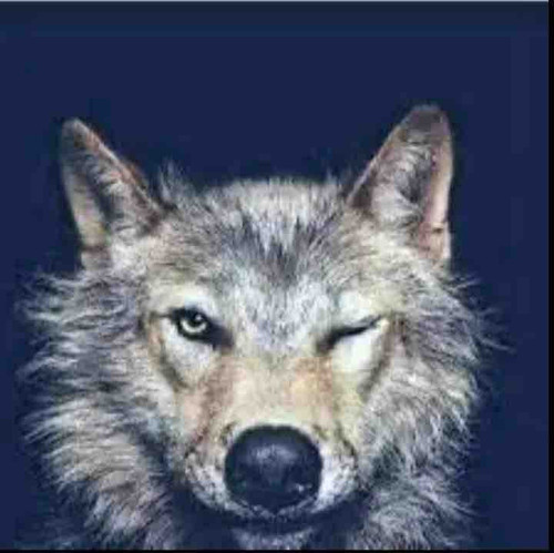 3BA3C44D D685 47F8 9385 0DE4F336871E.jpg