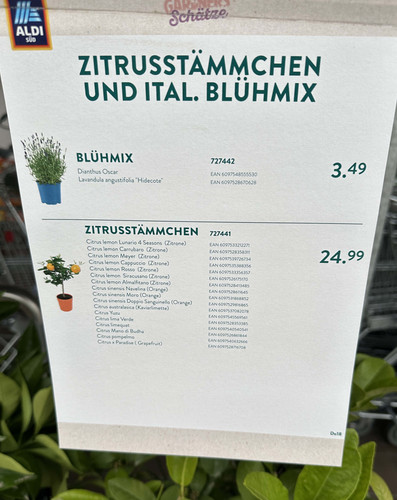 aldi.jpg