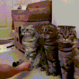 光握手不给吃的，下次不给握了.gif
