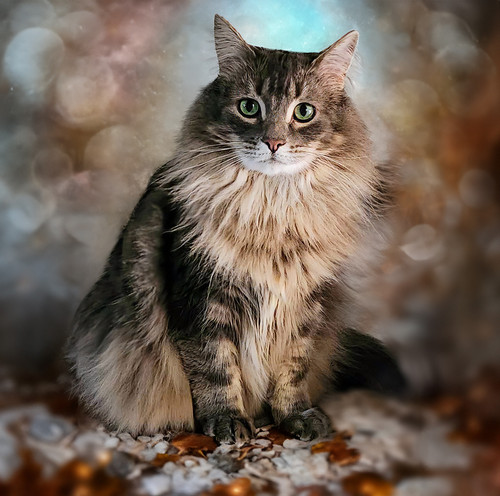 fb chelsey final v3.jpg