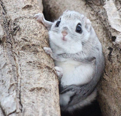 Japanese Dwarf Flying Squirrel Image.jpg