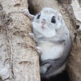 Japanese Dwarf Flying Squirrel Image