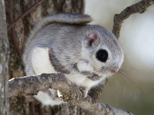 Japanese Dwarf Flying Squirrel