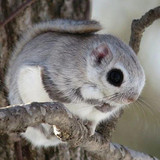 Japanese Dwarf Flying Squirrel