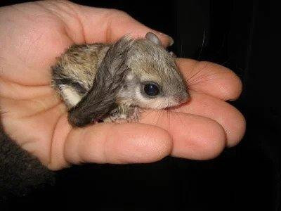 Japanese Dwarf Flying Squirrel Baby.jpg