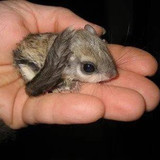Japanese Dwarf Flying Squirrel Baby