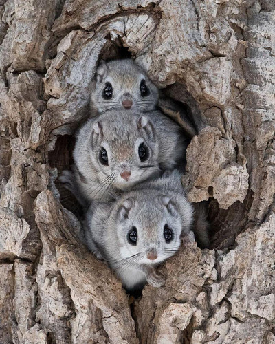 Japanese Dwarf Flying Squirrel Habitat