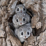 Japanese Dwarf Flying Squirrel Habitat