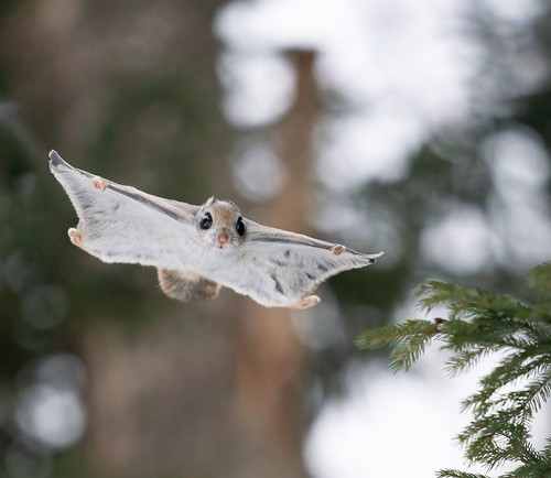 Japanese Dwarf Flying Squirrel Flying.jpg