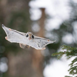 Japanese Dwarf Flying Squirrel Flying