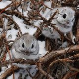 Japanese Dwarf Flying Squirrels