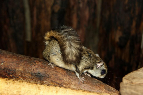 Japanese Dwarf Flying Squirrel Picture.jpg