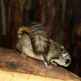 Japanese Dwarf Flying Squirrel Picture