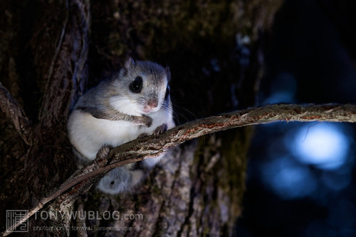 japanese dwarf flying squirrel pteromys volans orii 202002 17265.jpg