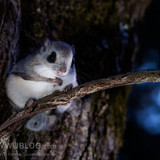 japanese dwarf flying squirrel pteromys volans orii 202002 17265