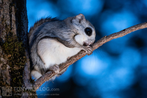 japanese dwarf flying squirrel at dusk 202002 17287.jpg