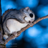 japanese dwarf flying squirrel at dusk 202002 17287