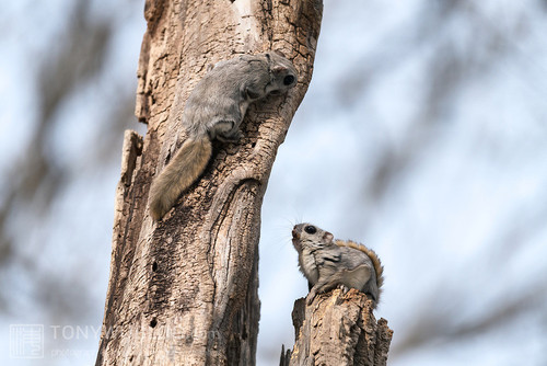 japanese dwarf flying squirrel males 202002 16237