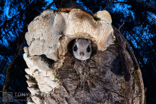 japanese dwarf flying squirrel at dusk 202002 17091.jpg
