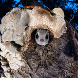 japanese dwarf flying squirrel at dusk 202002 17091