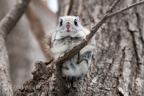 japanese dwarf flying squirrel 202002 15412.jpg