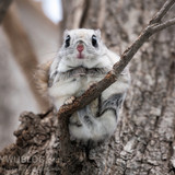 japanese dwarf flying squirrel 202002 15412