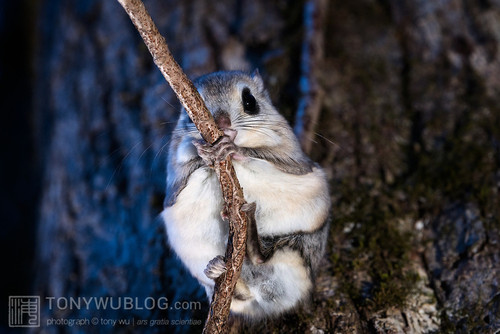 japanese dwarf flying squirrel at dusk 202002 17298.jpg