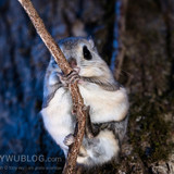 japanese dwarf flying squirrel at dusk 202002 17298