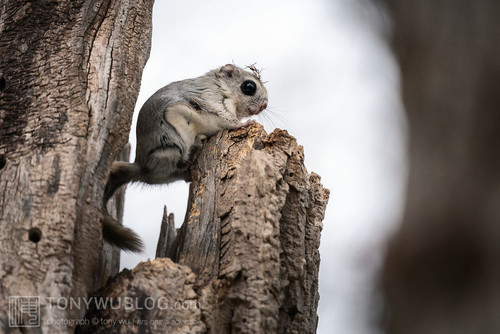 japanese dwarf flying squirrel 202002 16025.jpg