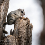 japanese dwarf flying squirrel 202002 16025