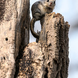 japanese dwarf flying squirrel 202002 16371