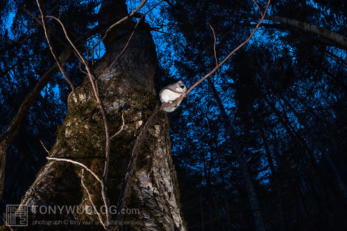 japanese dwarf flying squirrel at dusk 202002 17151